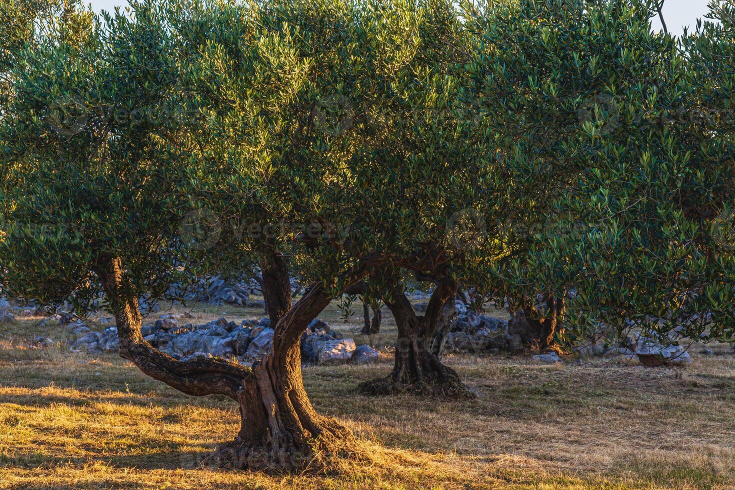 Old olive trees early in the morning between large stones on the Adriatic coast photo