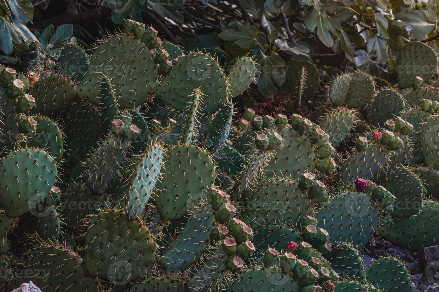 Krk close up Beaver Tail Cactus in Bloom photo