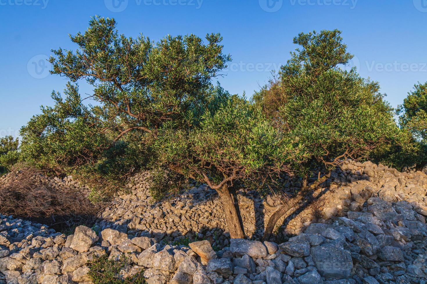 Beautiful olive groves on the rocky plains and slopes of the island of Krk photo
