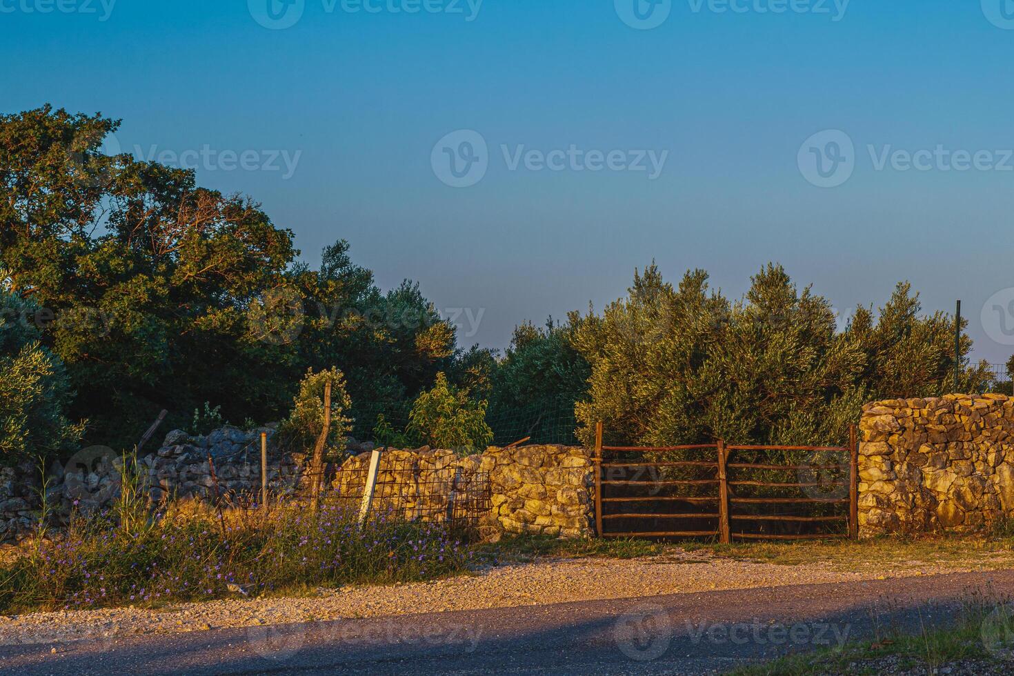 Centuries-old olive groves on the island of Krk on the way to Punat photo