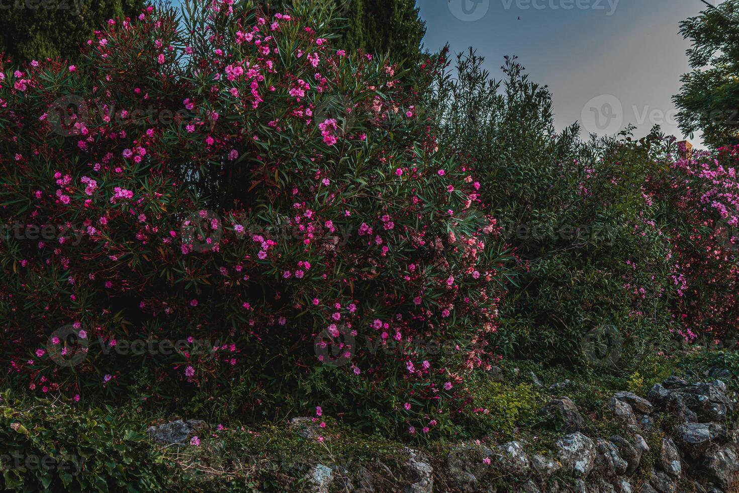 Krk Croatia Beautiful bushes of pink flowers on the hill photo
