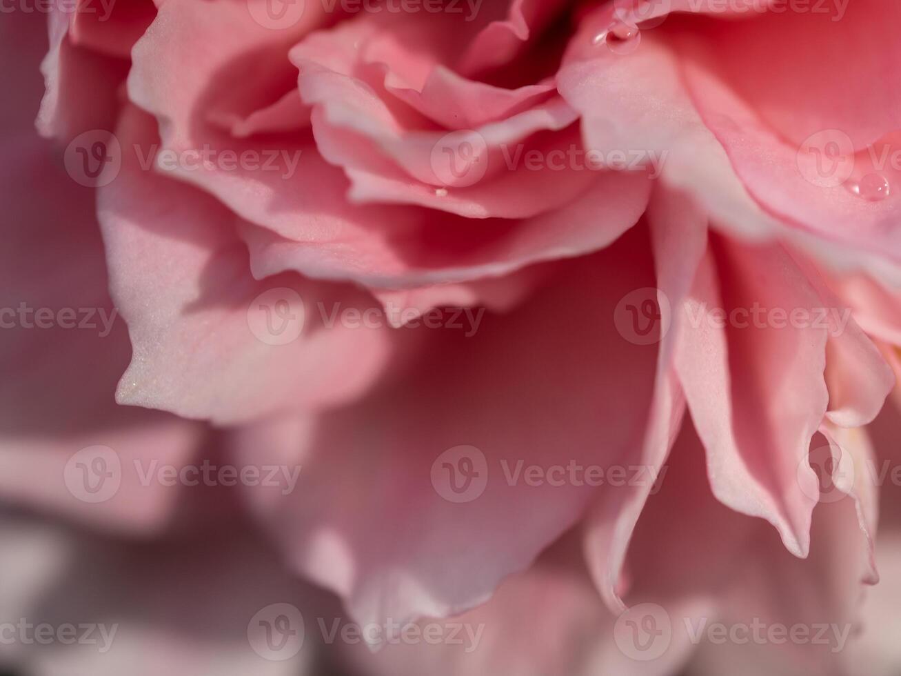 Delicate Princess Meiko rose petals as nature background photo