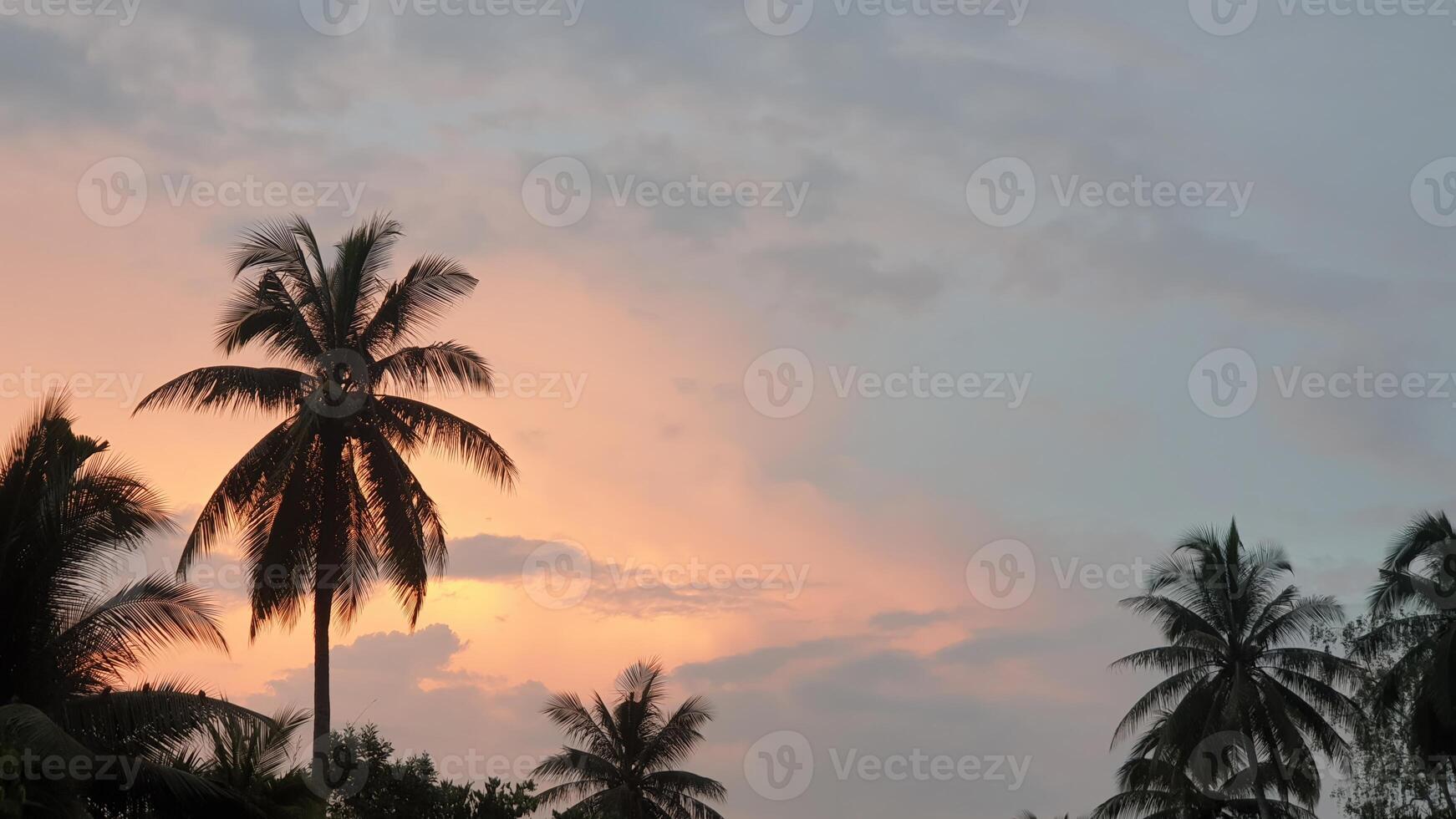 Sunset serenity palm trees silhouetted against a colorful sky tropical location nature scene tranquil environment scenic view photo