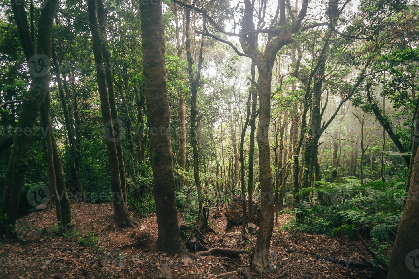 Photo of a trip to Mount Gede Pangrango, hiking adventure along the trails at the Surya Kencana square. National Park in West Java, Cianjur, 24 July 2023