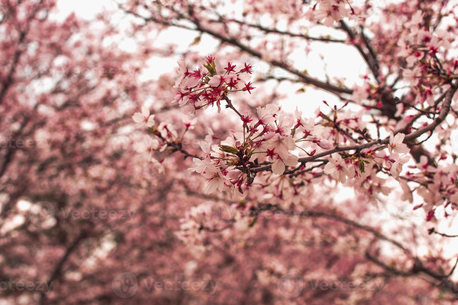 Beautiful spring flowering cherry tree sakura. Shallow depth of field with a blurry background for a screen saver or website embed photo
