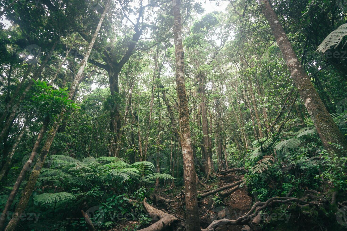 Photo of a trip to Mount Gede Pangrango, hiking adventure along the trails at the Surya Kencana square. National Park in West Java, Cianjur, 24 July 2023