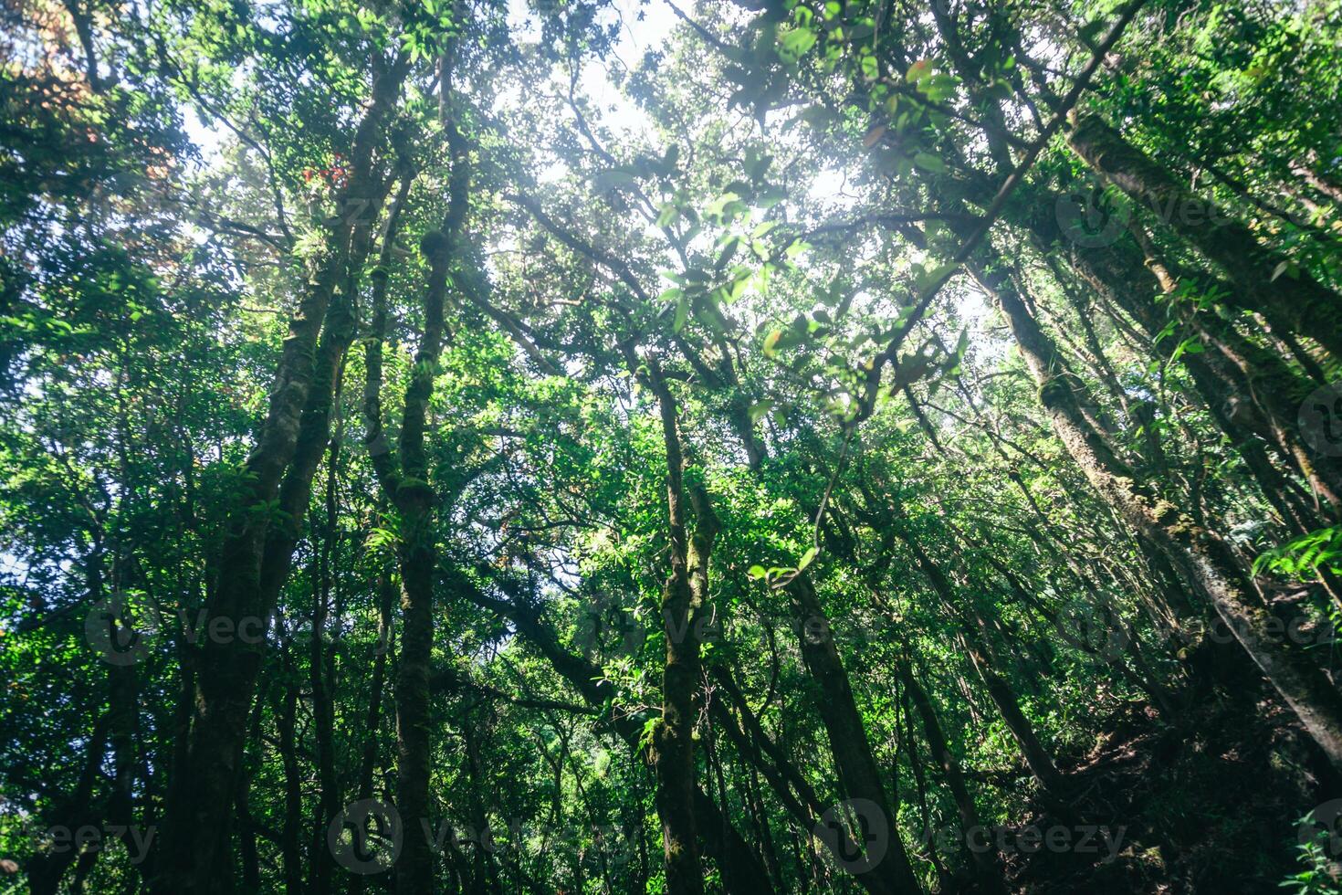 Photo of a trip to Mount Gede Pangrango, hiking adventure along the trails at the Surya Kencana square. National Park in West Java, Cianjur, 24 July 2023
