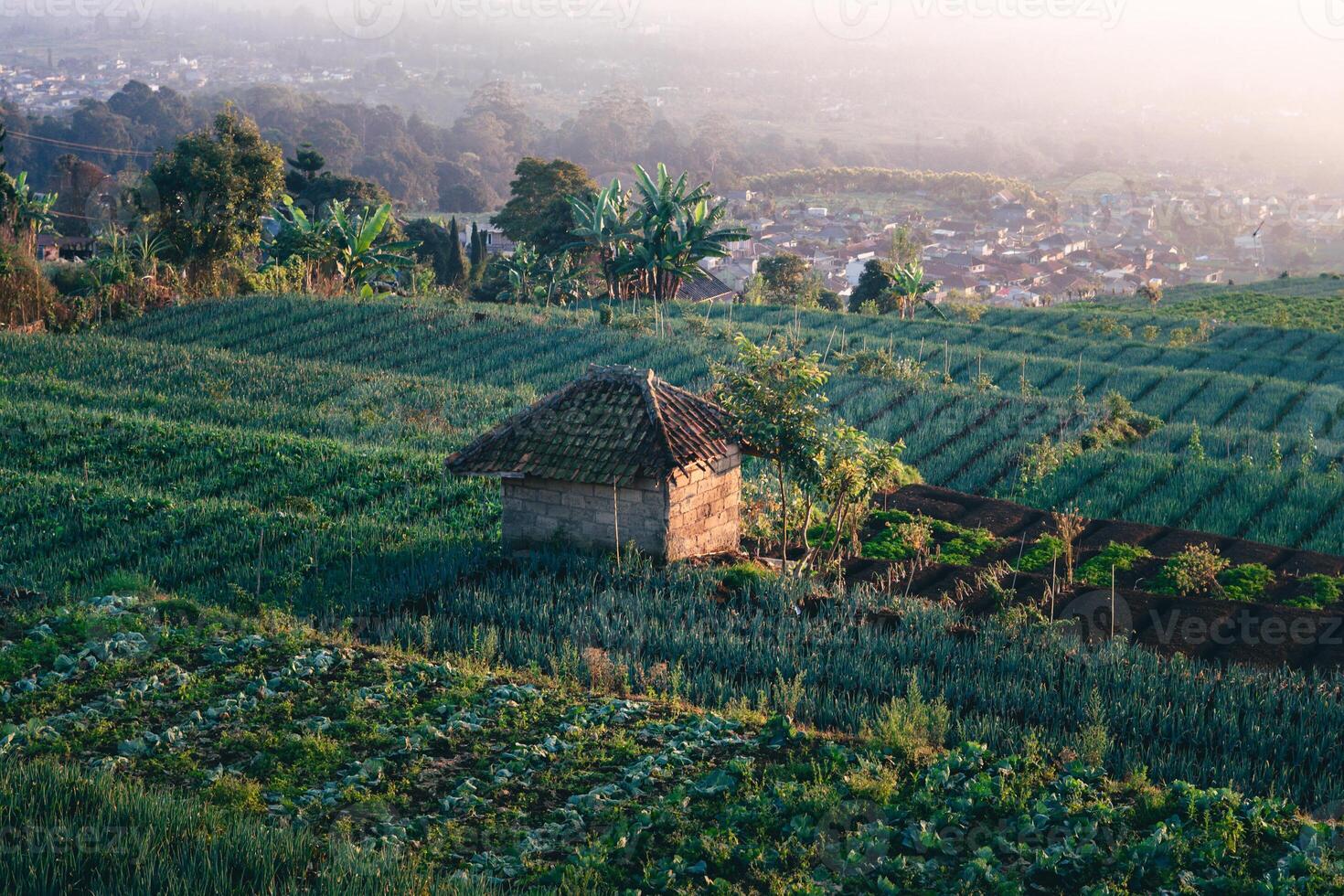 morning view of rice fields and villages on the hills photo