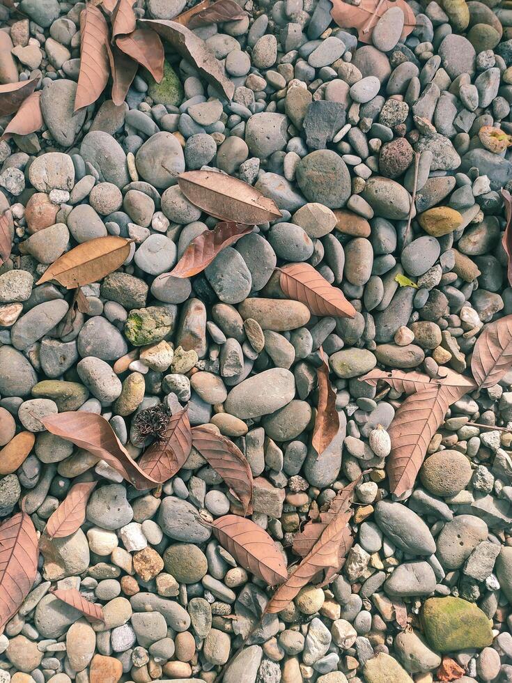 fine pebbles arranged in a yard with fallen leaves photo