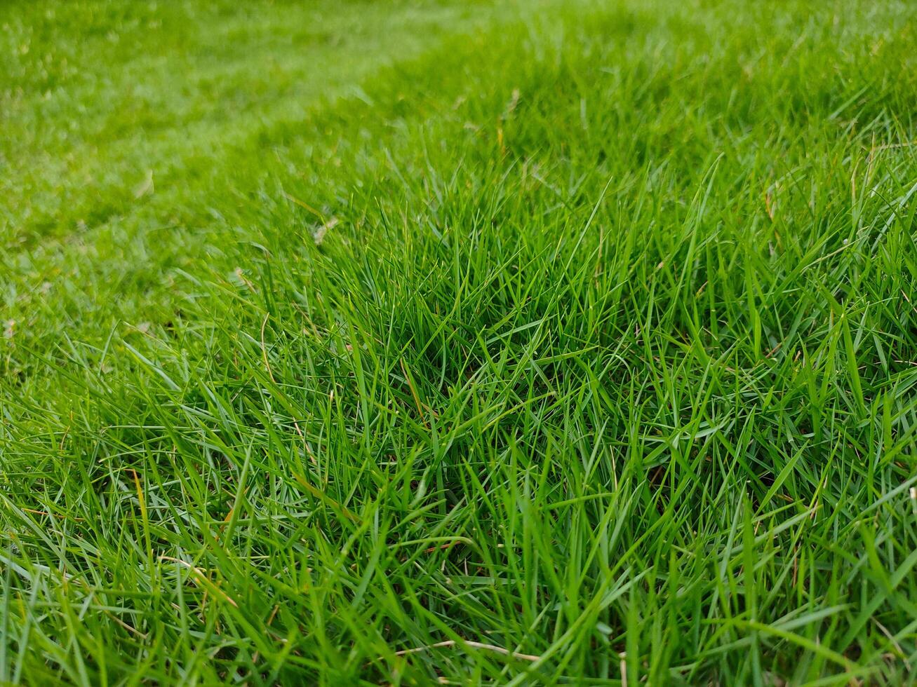 Zoysia japonica is an ornamental grass from the coast of Southeast Asia and Indonesia, usually found in some people's yards photo