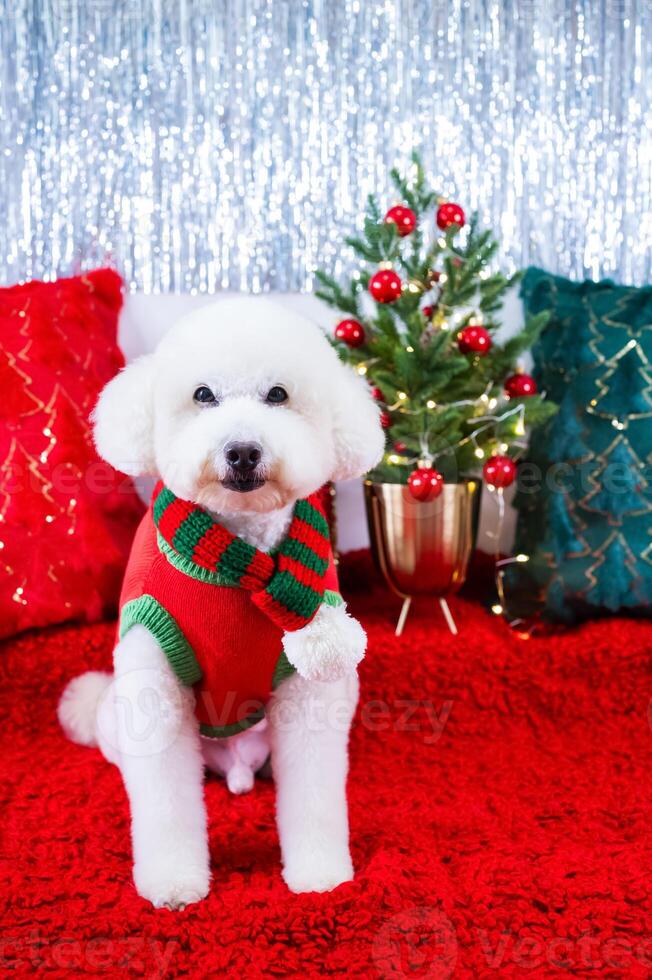 Adorable white Poodle dog wearing Christmas dress sitting on red cloth with Christmas pillows and tree for Christmas holiday festival. photo