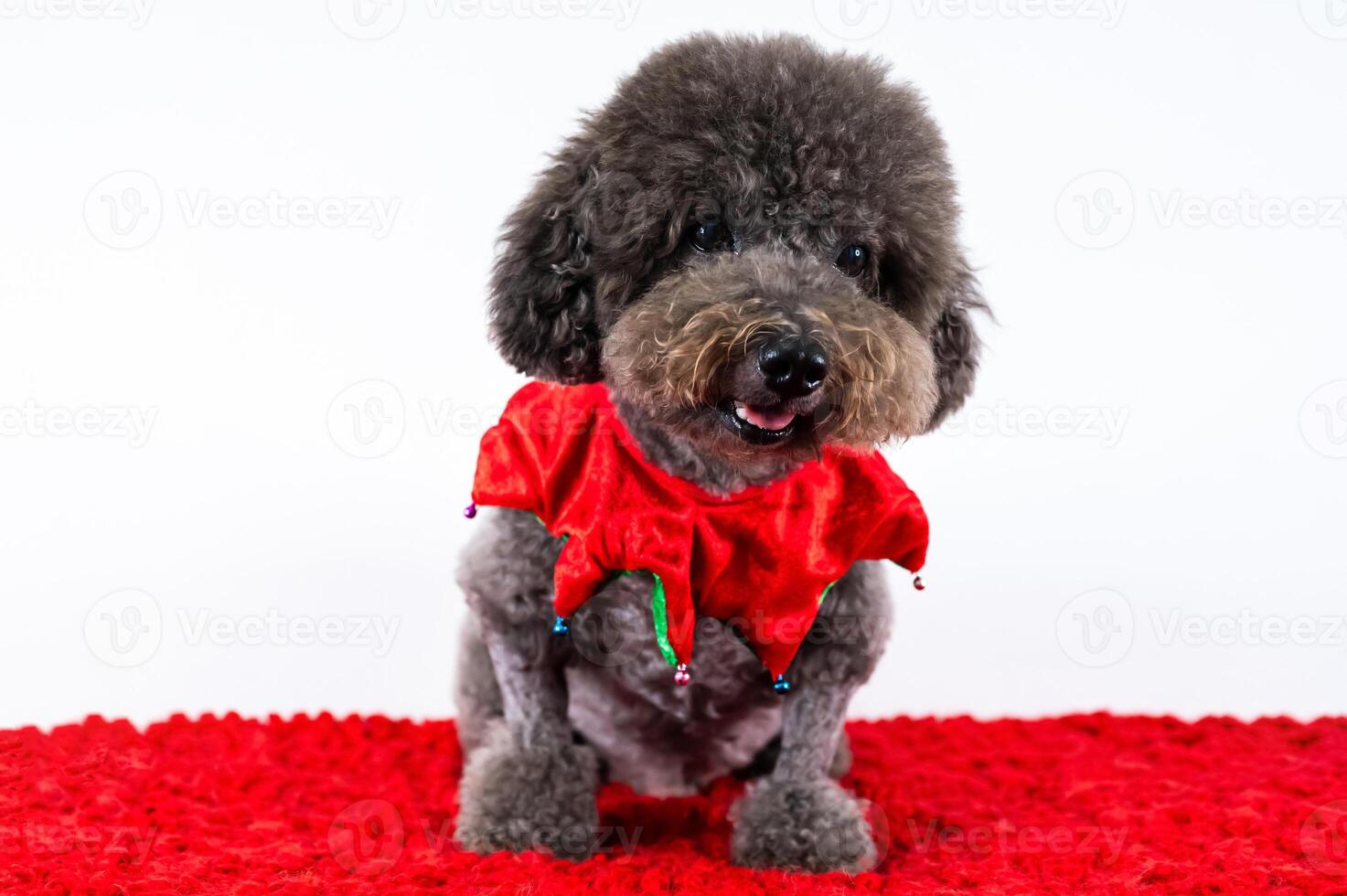 Adorable black Poodle dog wearing Christmas scarf sitting on red cloth on white background for Christmas holiday festival. photo