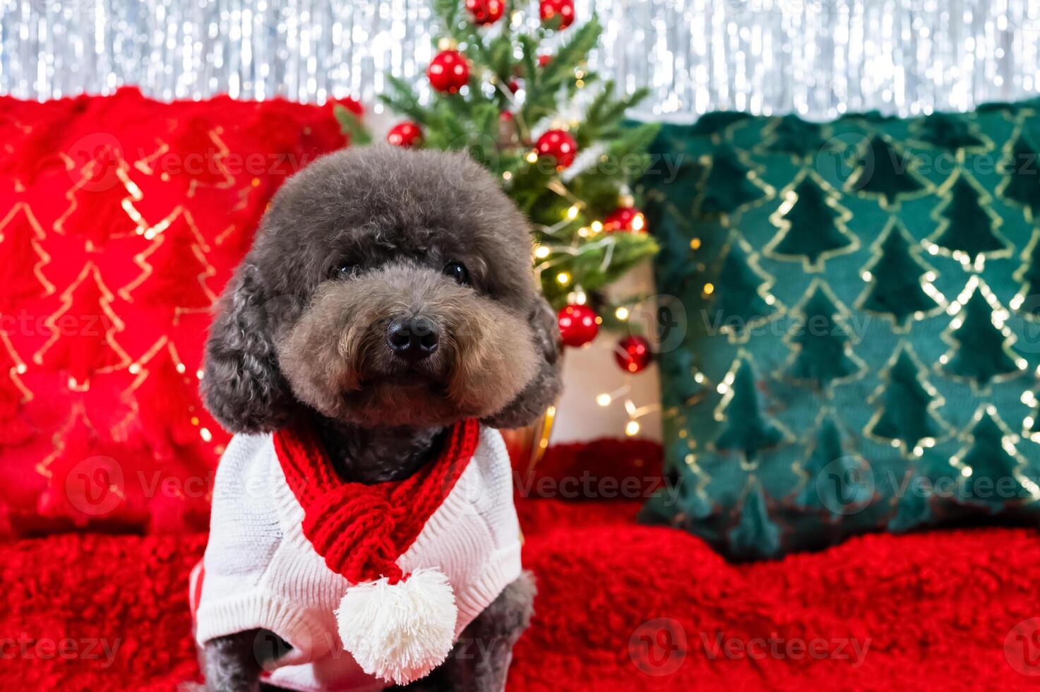 Adorable black Poodle dog wearing Christmas dress sitting on red cloth with Christmas pillows and tree for Christmas holiday festival. photo