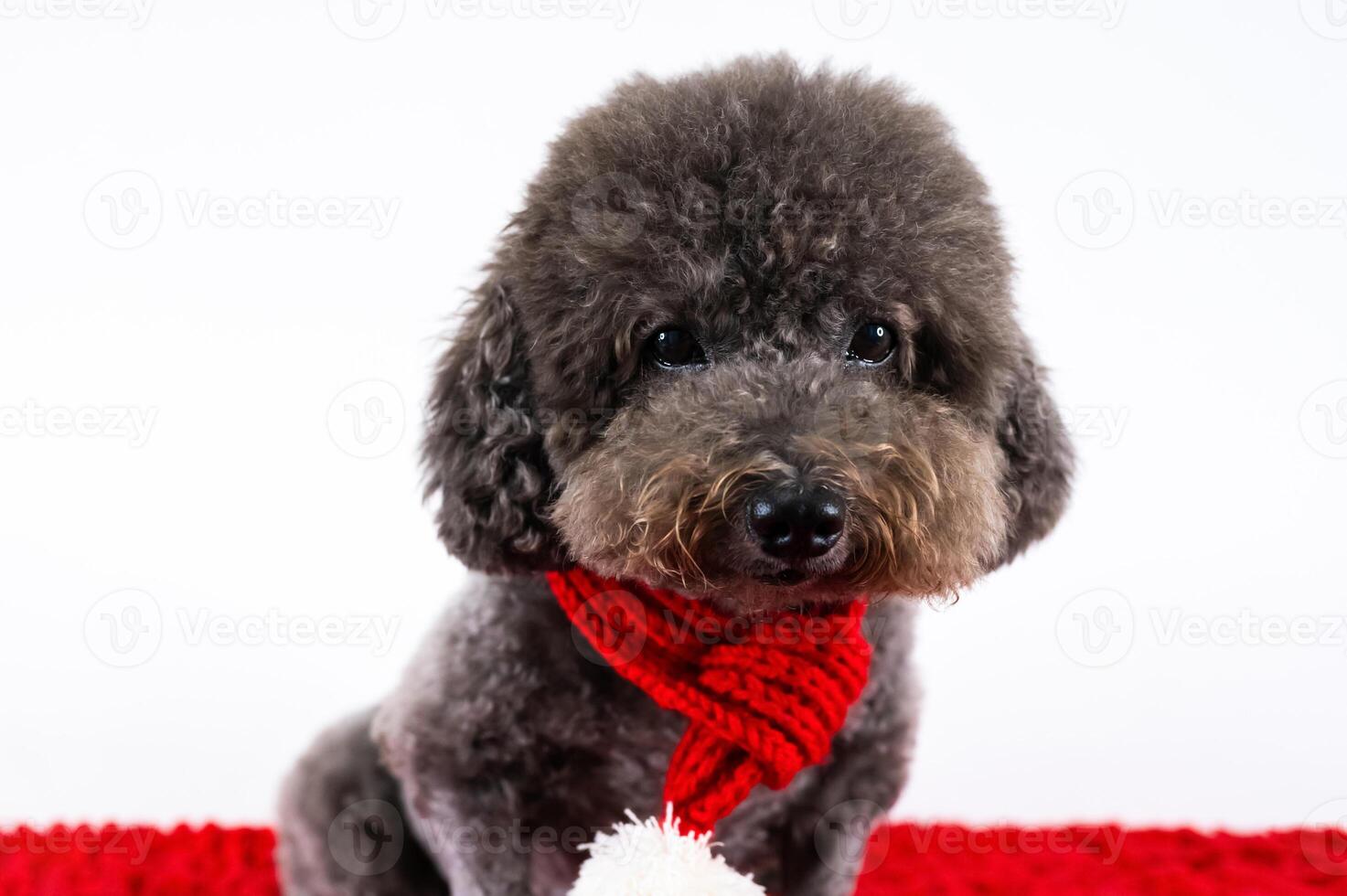 Adorable black Poodle dog wearing Christmas scarf sitting on red cloth on white background for Christmas holiday festival. photo