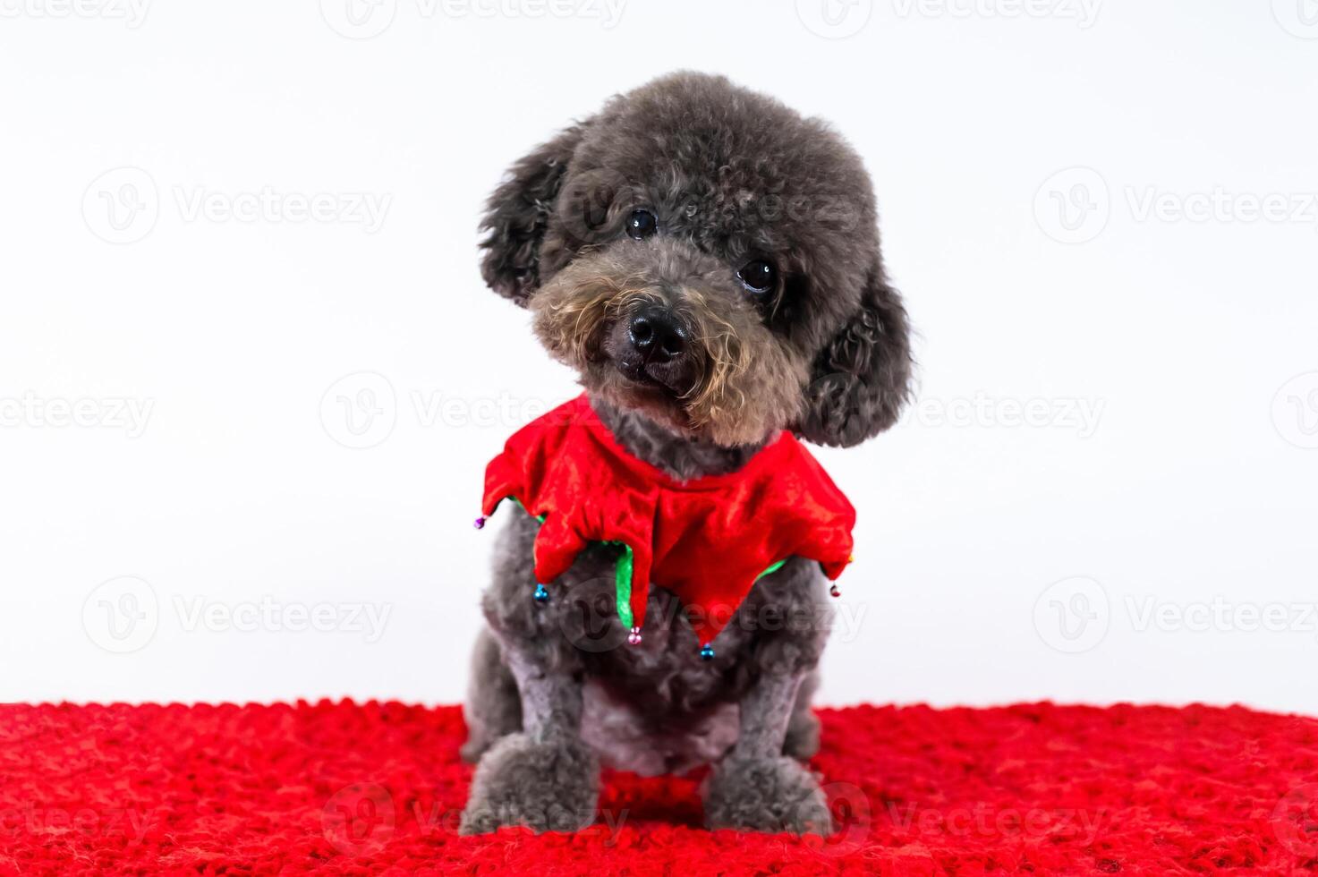 Adorable black Poodle dog wearing Christmas scarf sitting on red cloth on white background for Christmas holiday festival. photo
