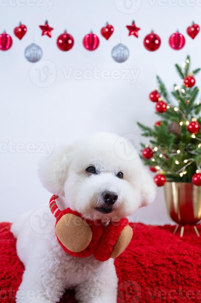 Adorable white Poodle dog wearing Christmas deco sitting on red cloth with Christmas tree on white background for Christmas holiday festival. photo