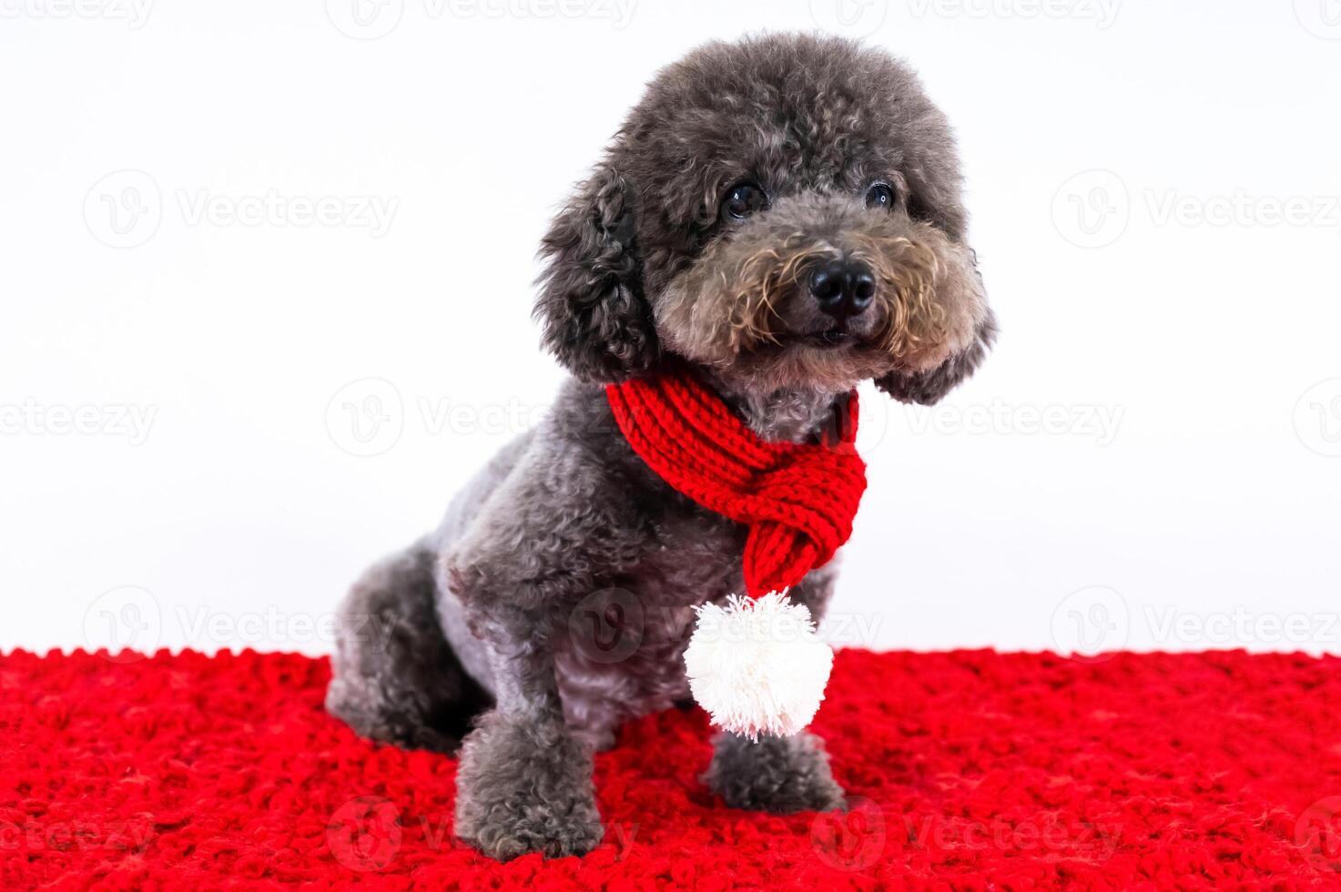 Adorable black Poodle dog wearing Christmas scarf sitting on red cloth on white background for Christmas holiday festival. photo