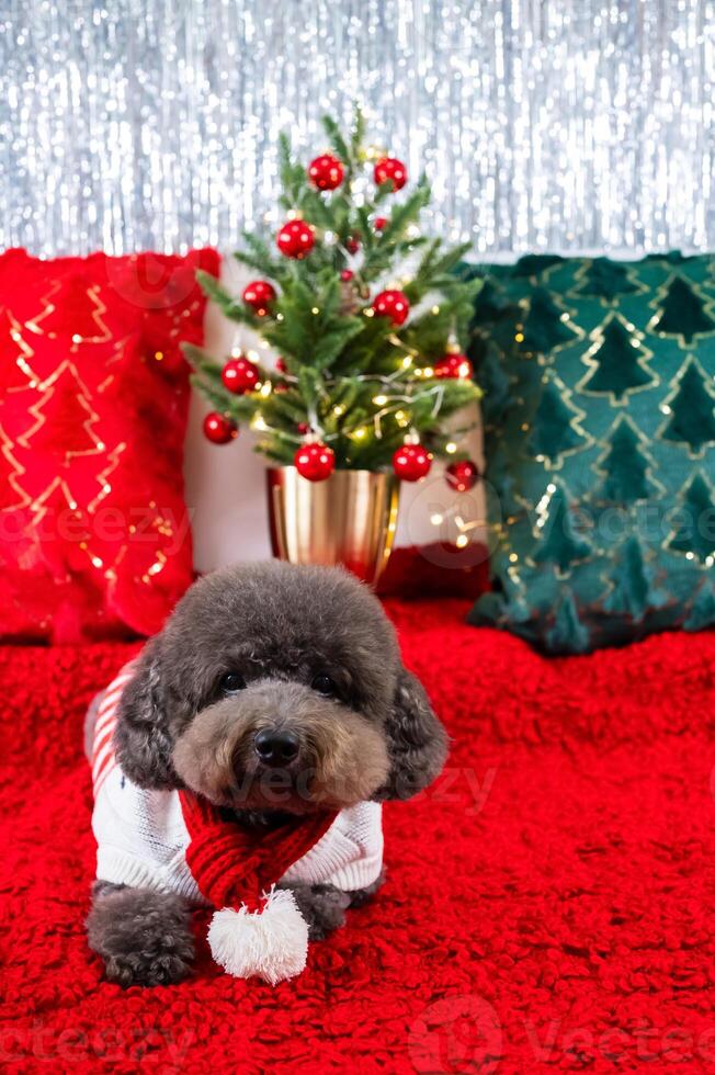 Adorable black Poodle dog wearing Christmas dress sitting on red cloth with Christmas pillows and tree for Christmas holiday festival. photo