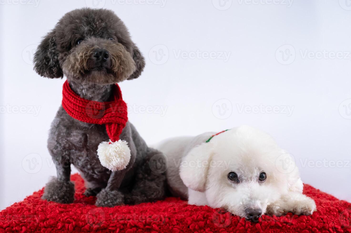 Adorable Poodle dogs wearing Christmas scarf sitting on red cloth on white background for Christmas holiday festival. photo