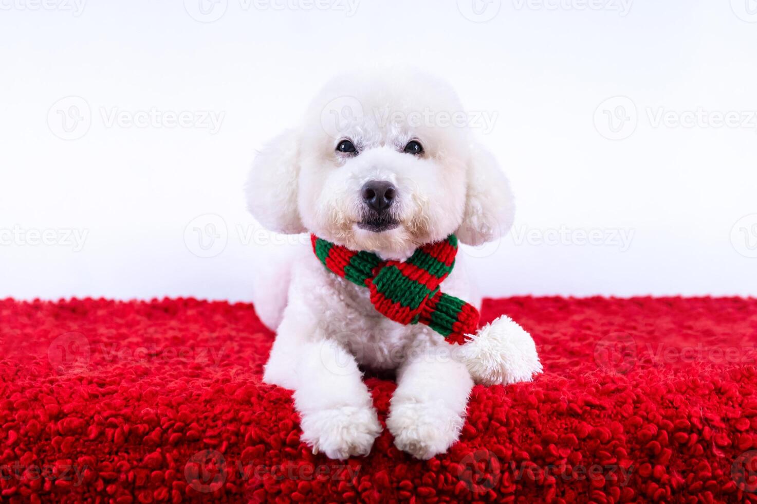 Adorable white Poodle dog wearing Christmas scarf sitting on red cloth on white background for Christmas holiday festival. photo