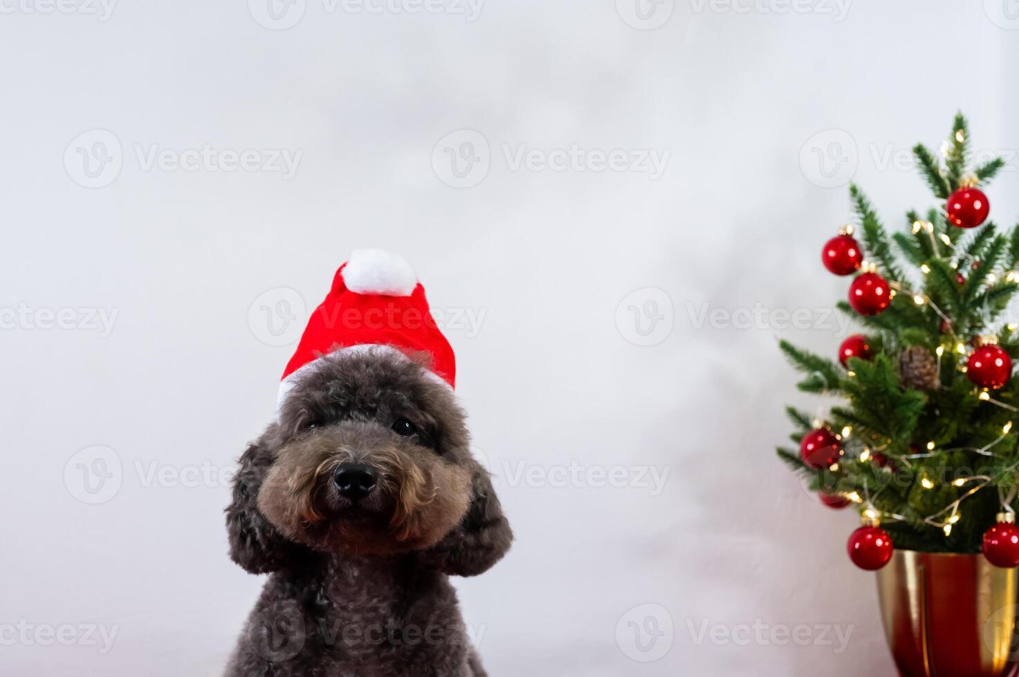 Adorable black Poodle dog wearing santa hat sitting with Christmas tree on white background for Christmas holiday festival. photo