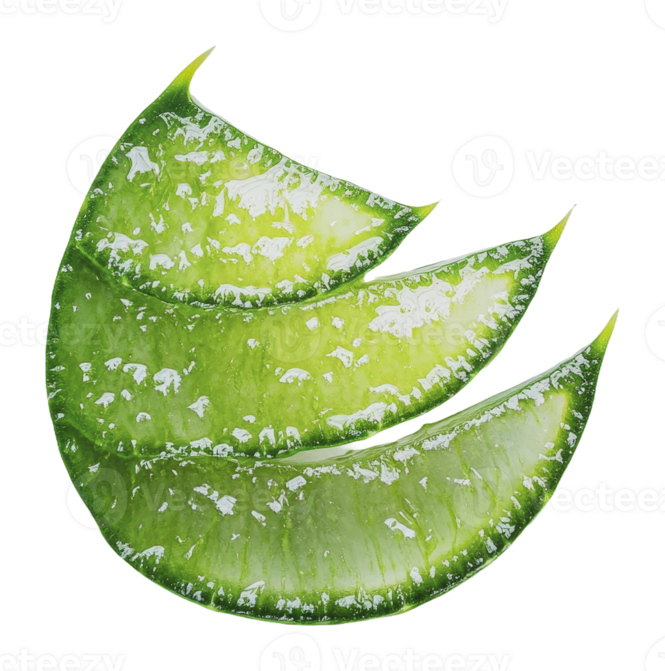 Fresh aloe vera leaves cut for natural use png
