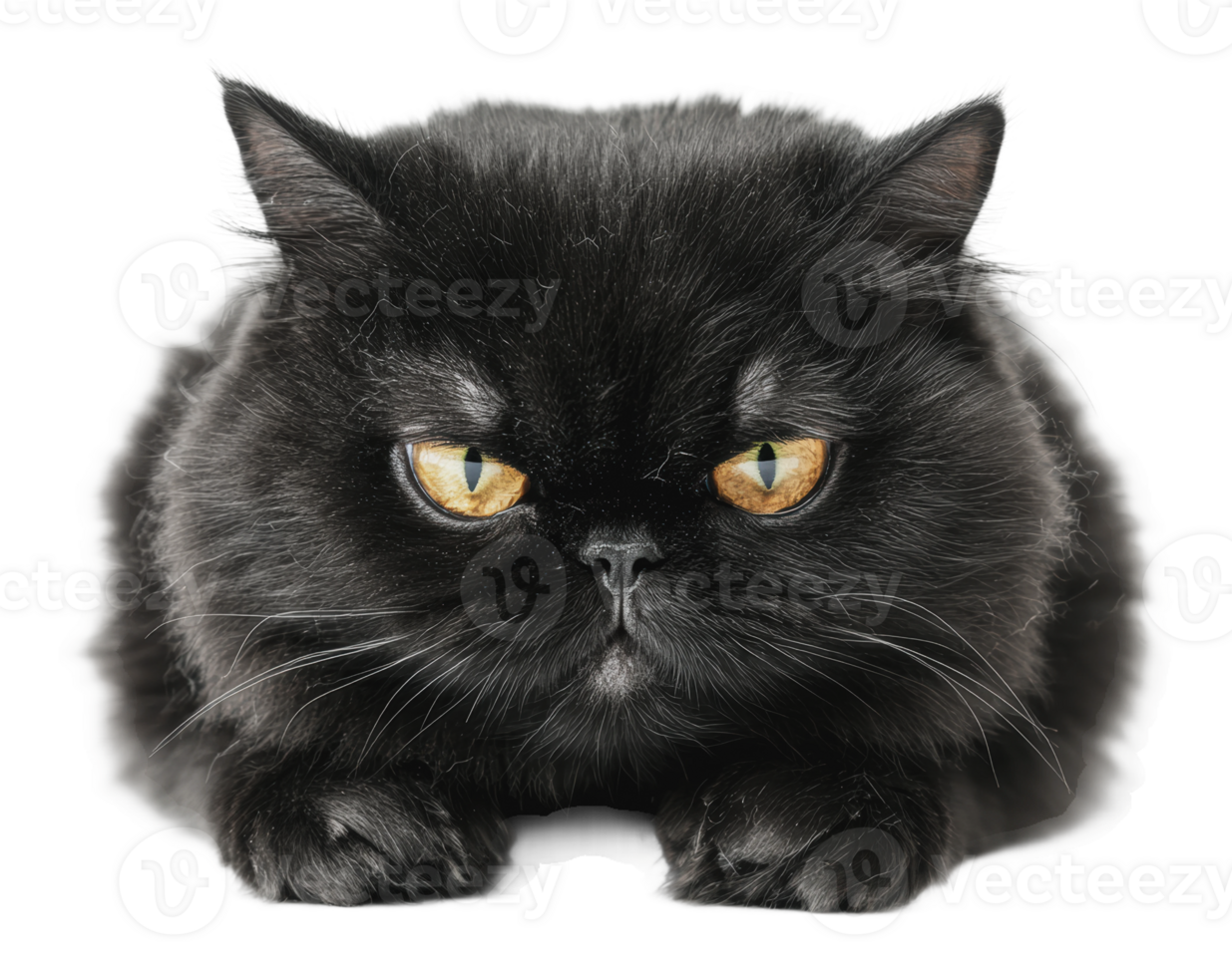 Black cat with striking yellow eyes resting calmly png
