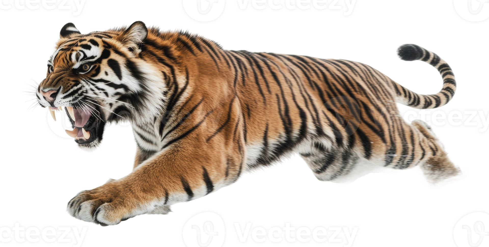 Tiger leaps forward with fierce expression png