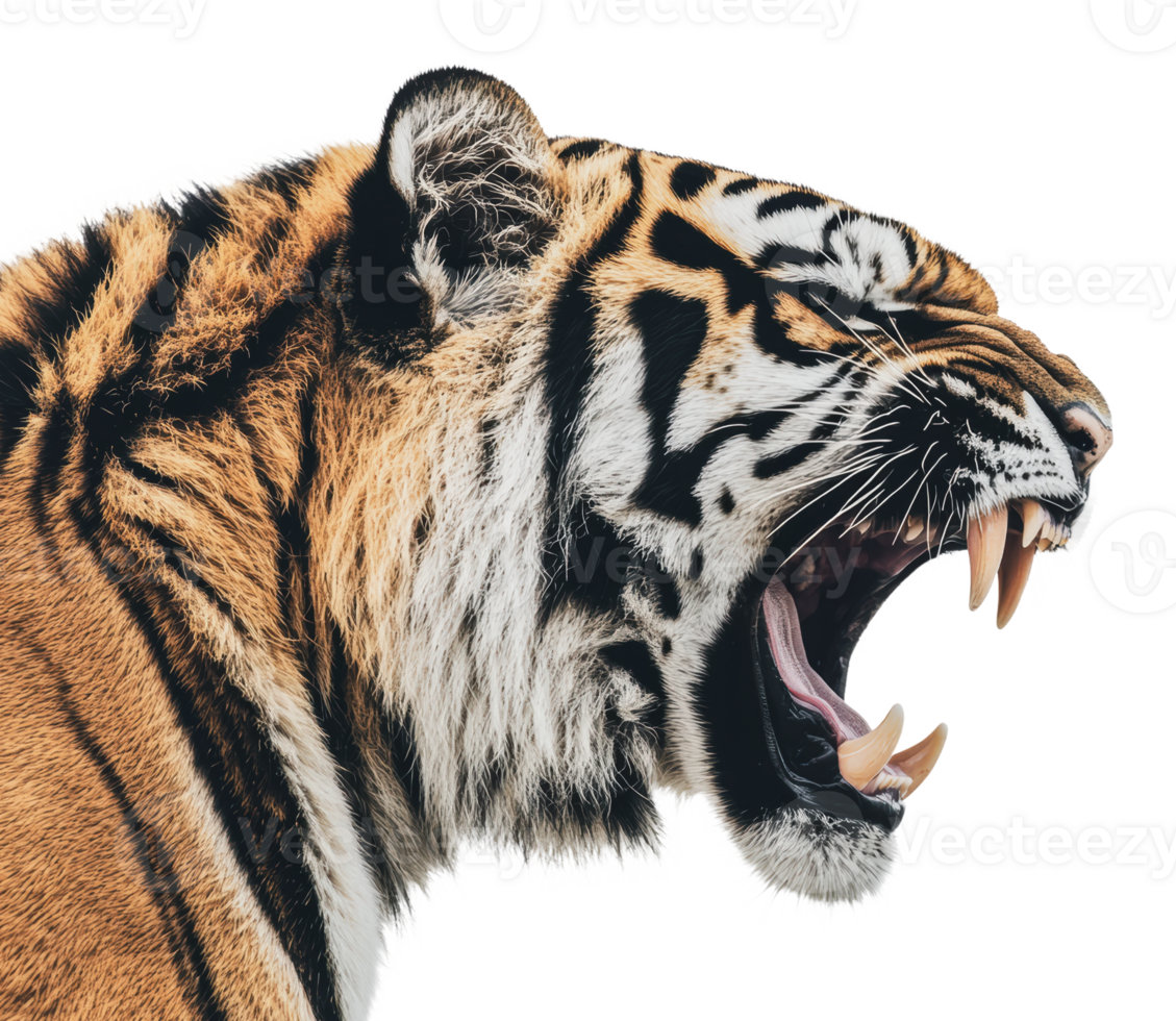 Majestic tiger roaring in fierce display png
