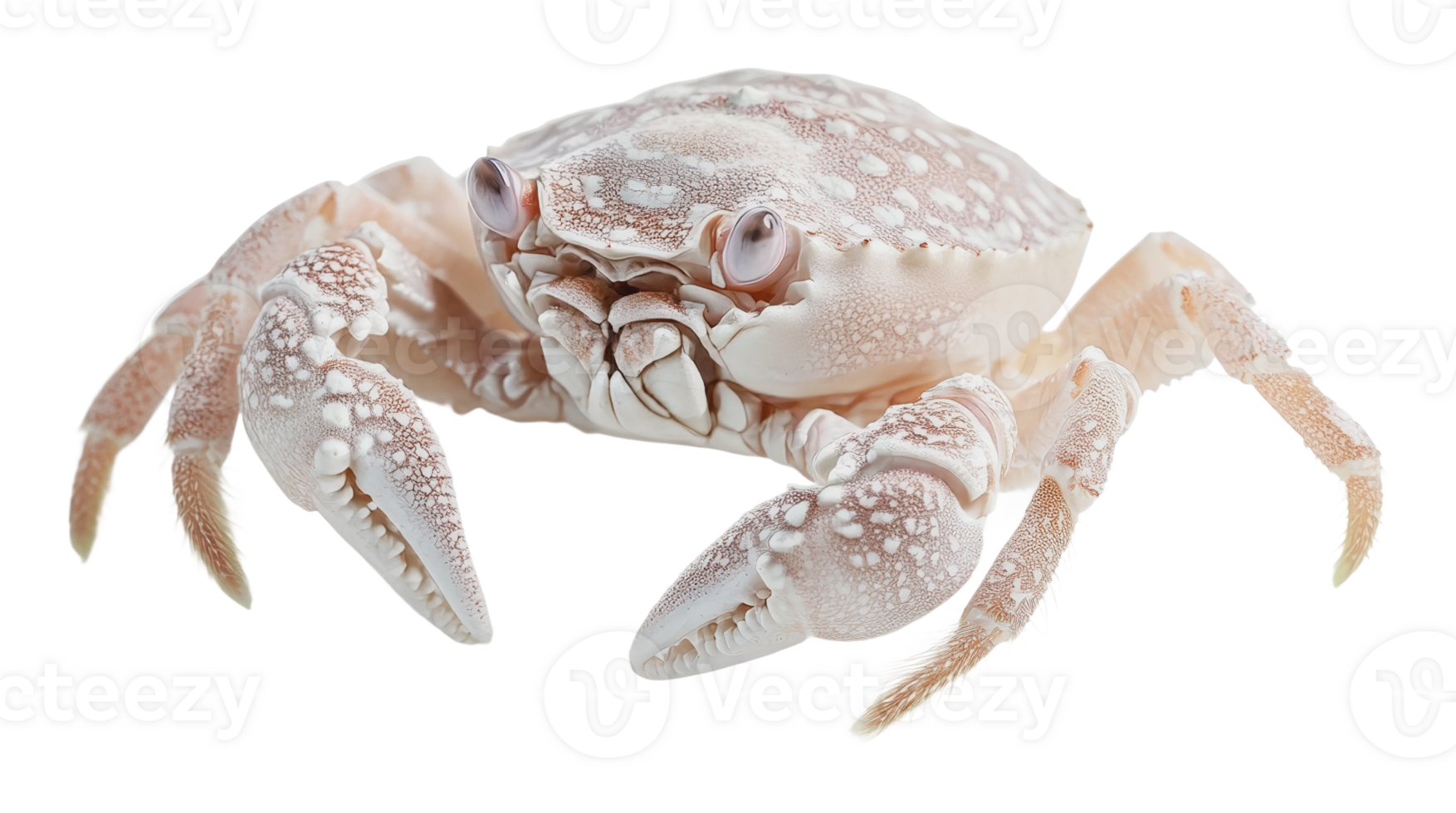 White crab resting on a white surface png