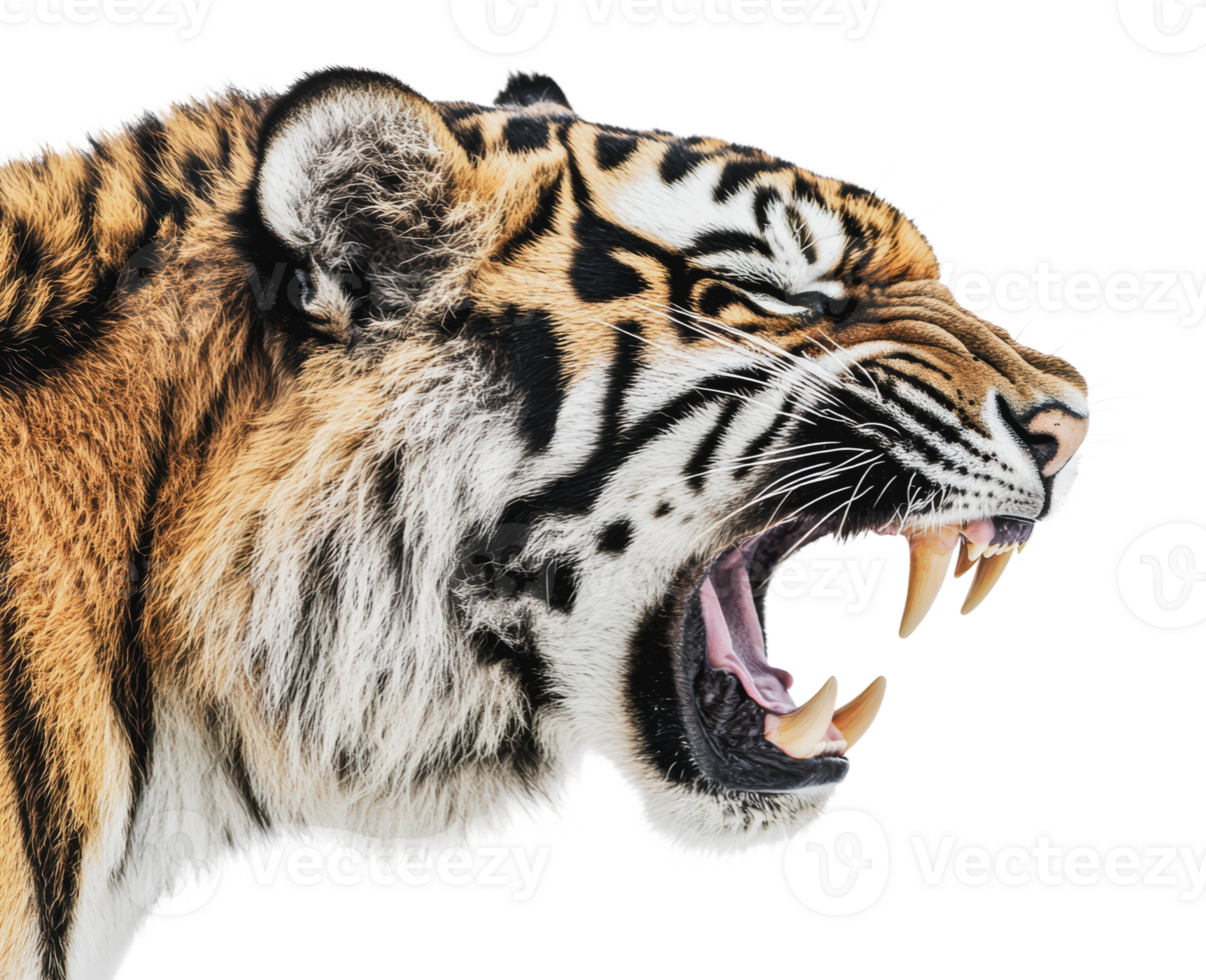 Majestic tiger roaring with intensity in profile png
