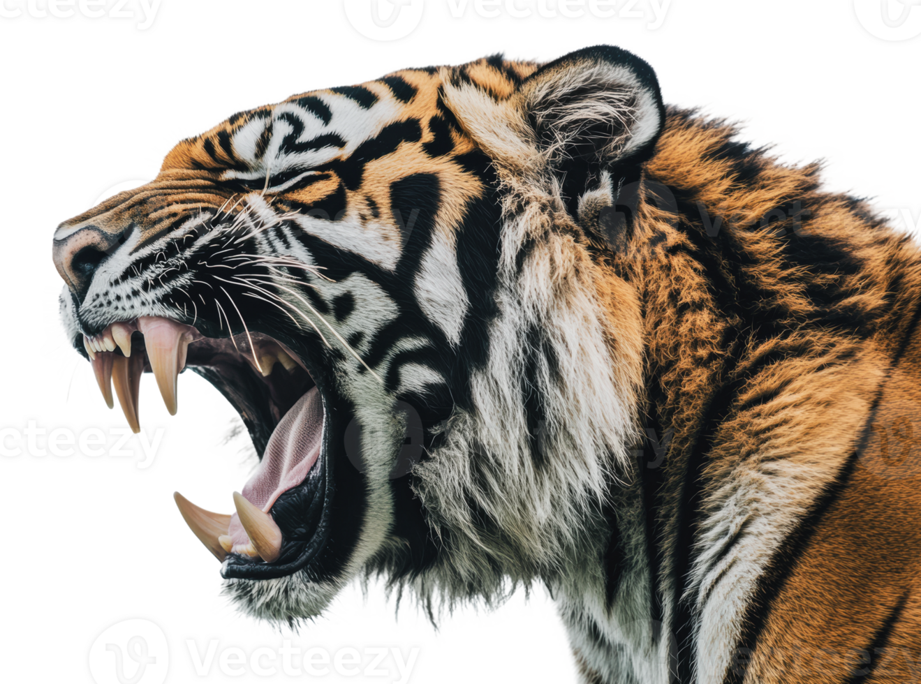 Roaring tiger showing teeth in vivid detail png