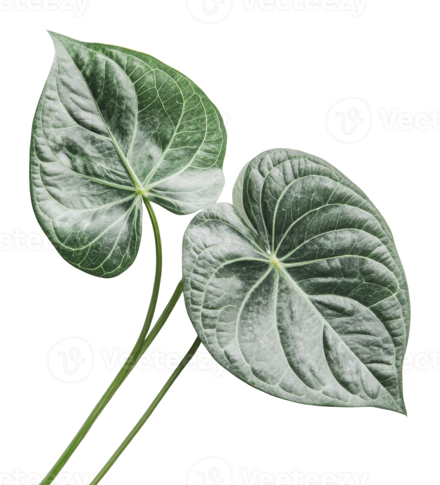 Unique textured leafy greenery png
