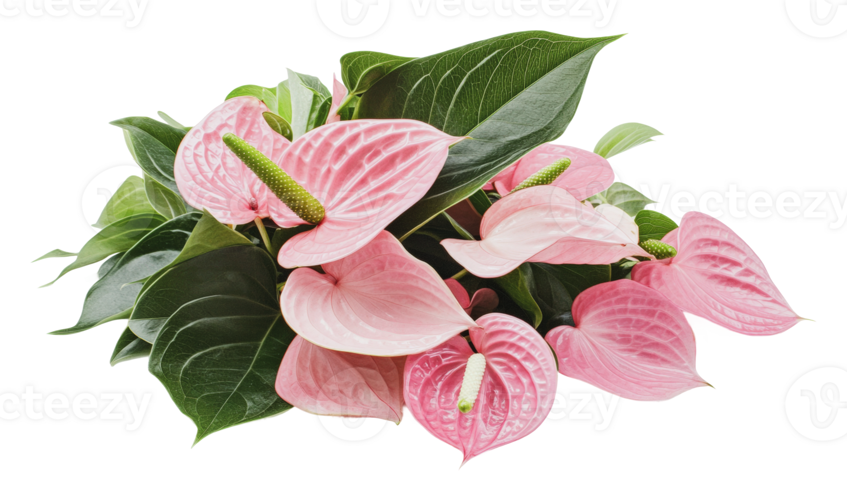 Beautiful pink anthurium flowers with green leaves png