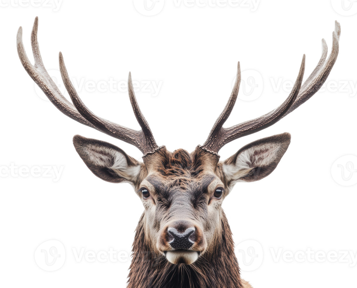 Majestic deer with impressive antlers in close-up png