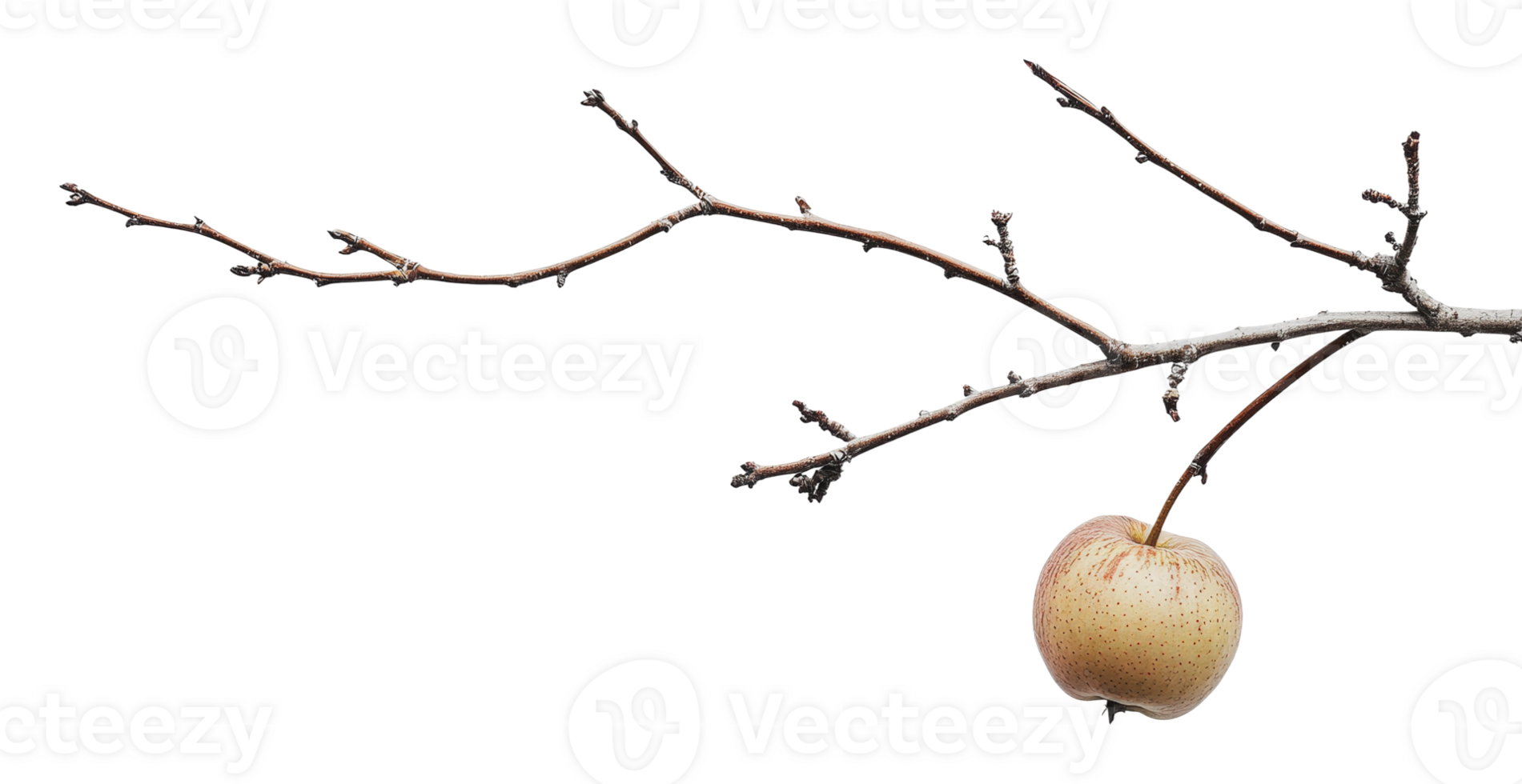 Fresh apple hanging from a bare branch in winter png
