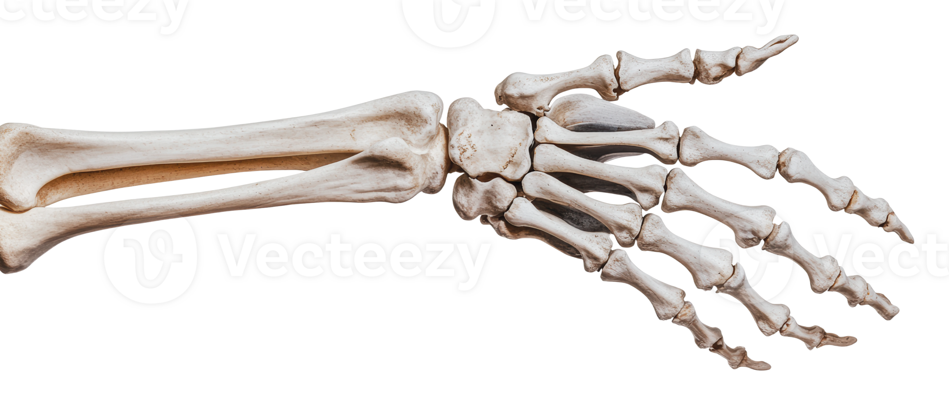 Human skeletal hand showing finger bones in detail png