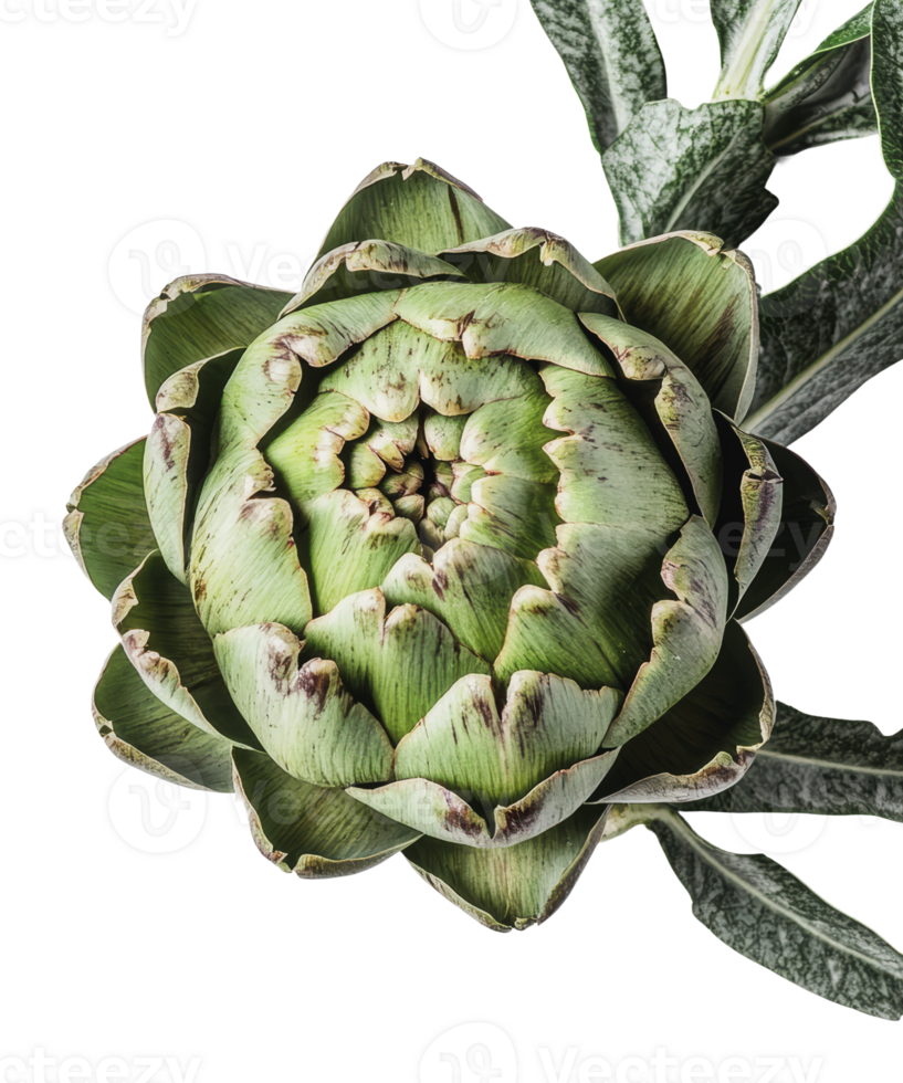 Close-up of a vibrant artichoke png
