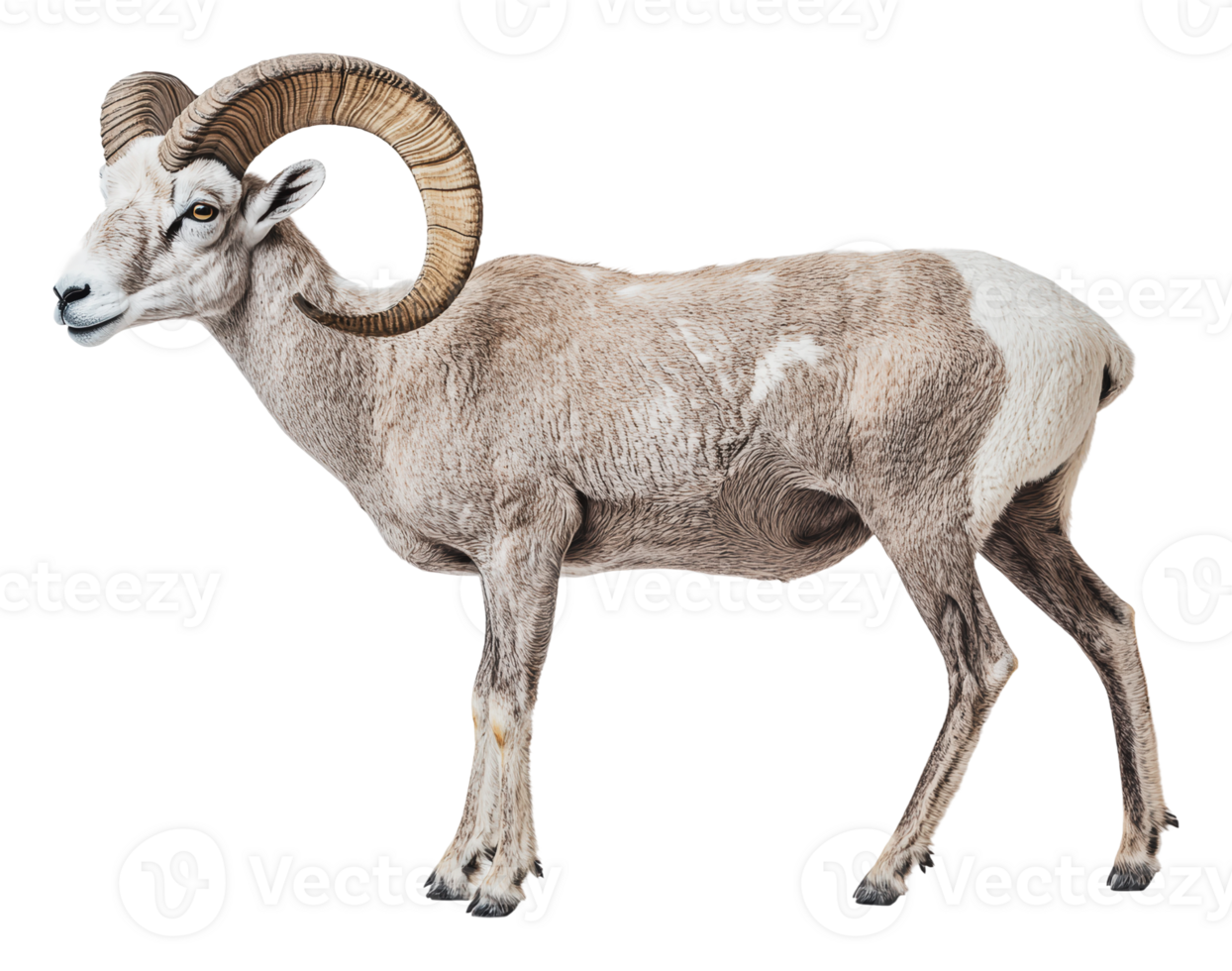 Mountain goat standing tall on a plain backdrop png