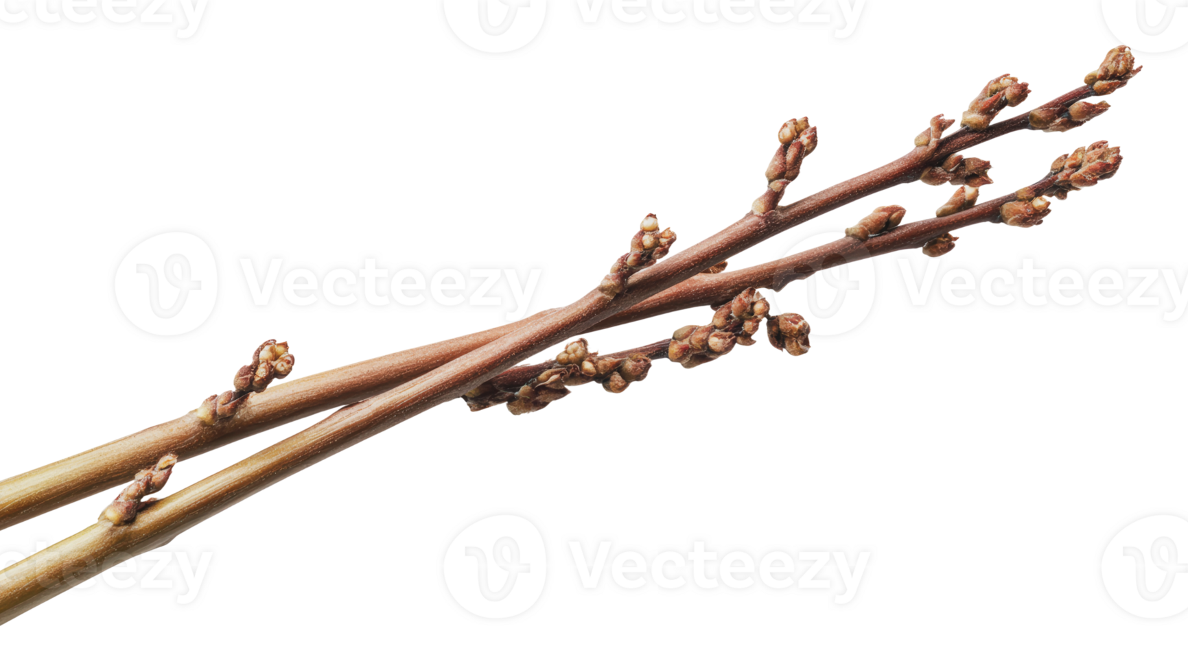 Natural twigs with buds for crafts png