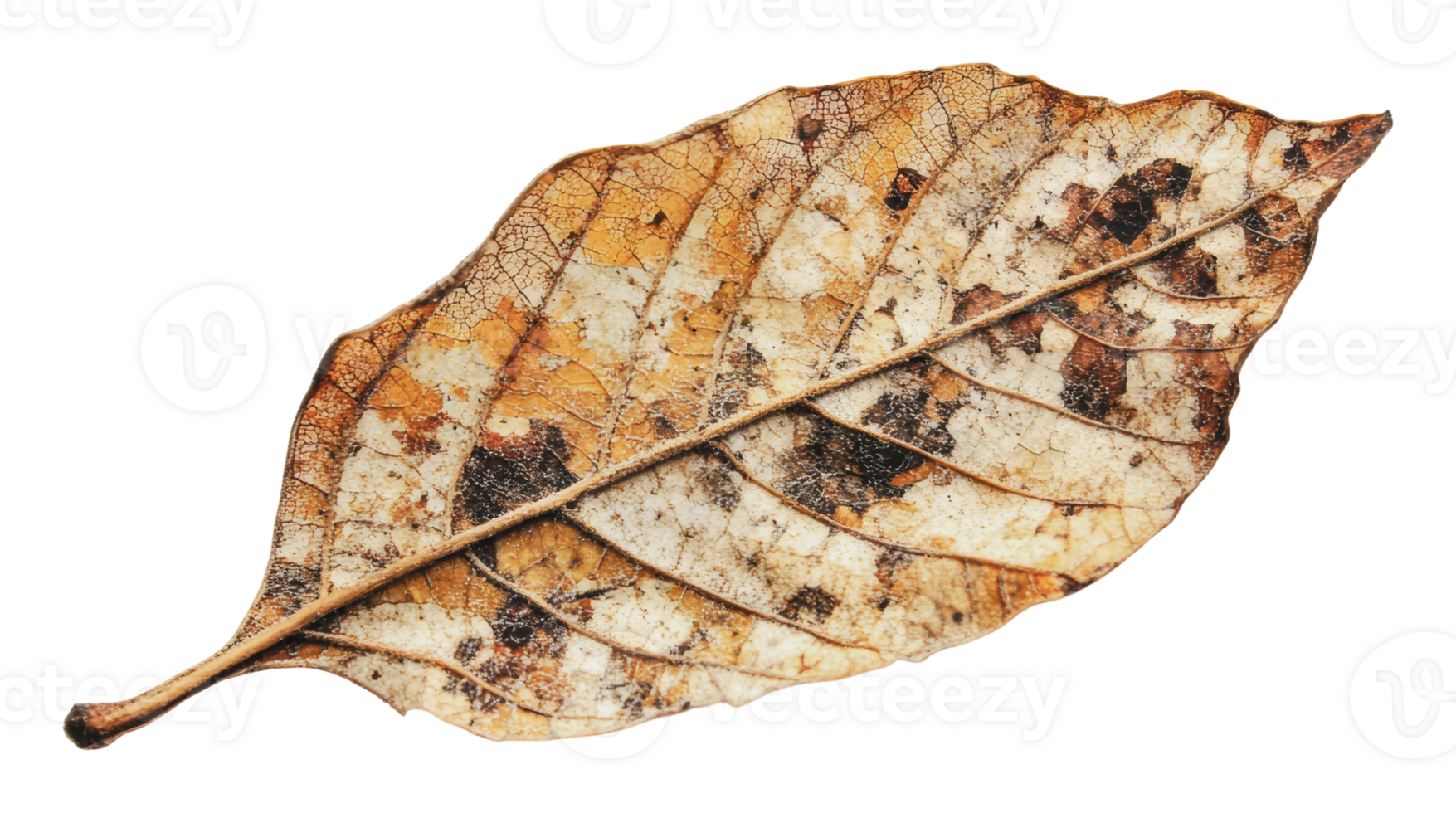 Unique dried leaf showcasing intricate textures png