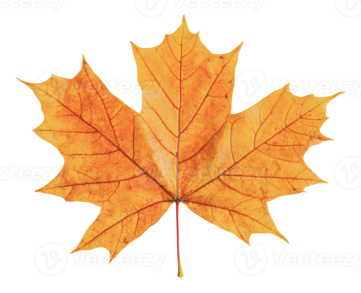 Bright autumn maple leaf resting on a flat surface png