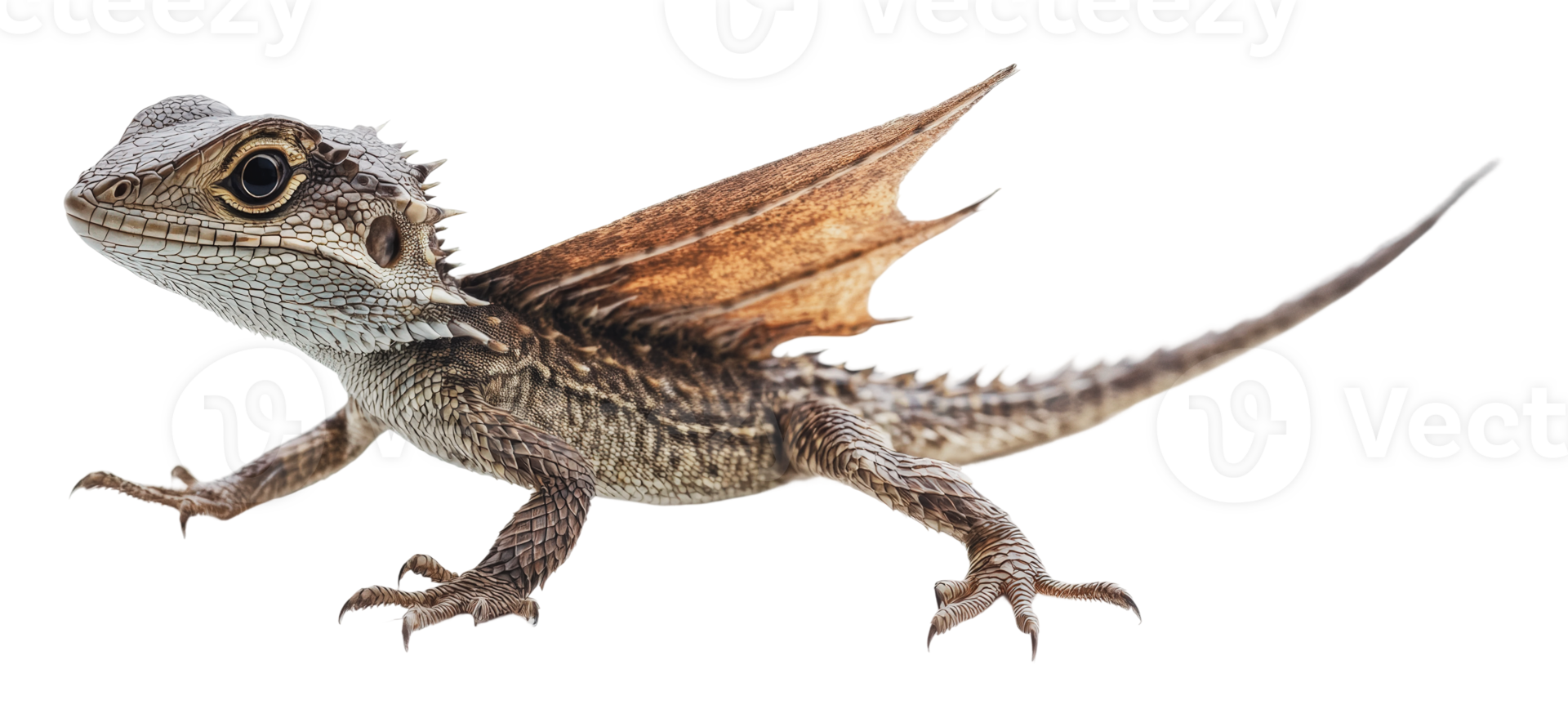 Unique lizard with wing-like structures running png