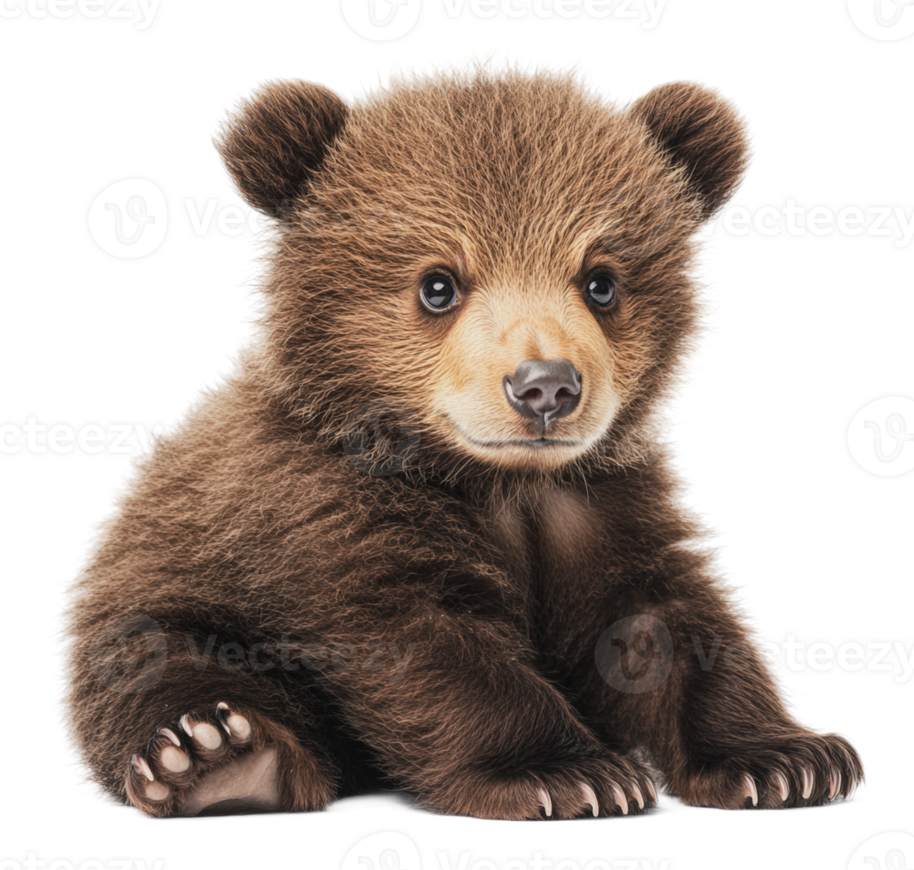 Cute baby bear sitting and looking curiously png