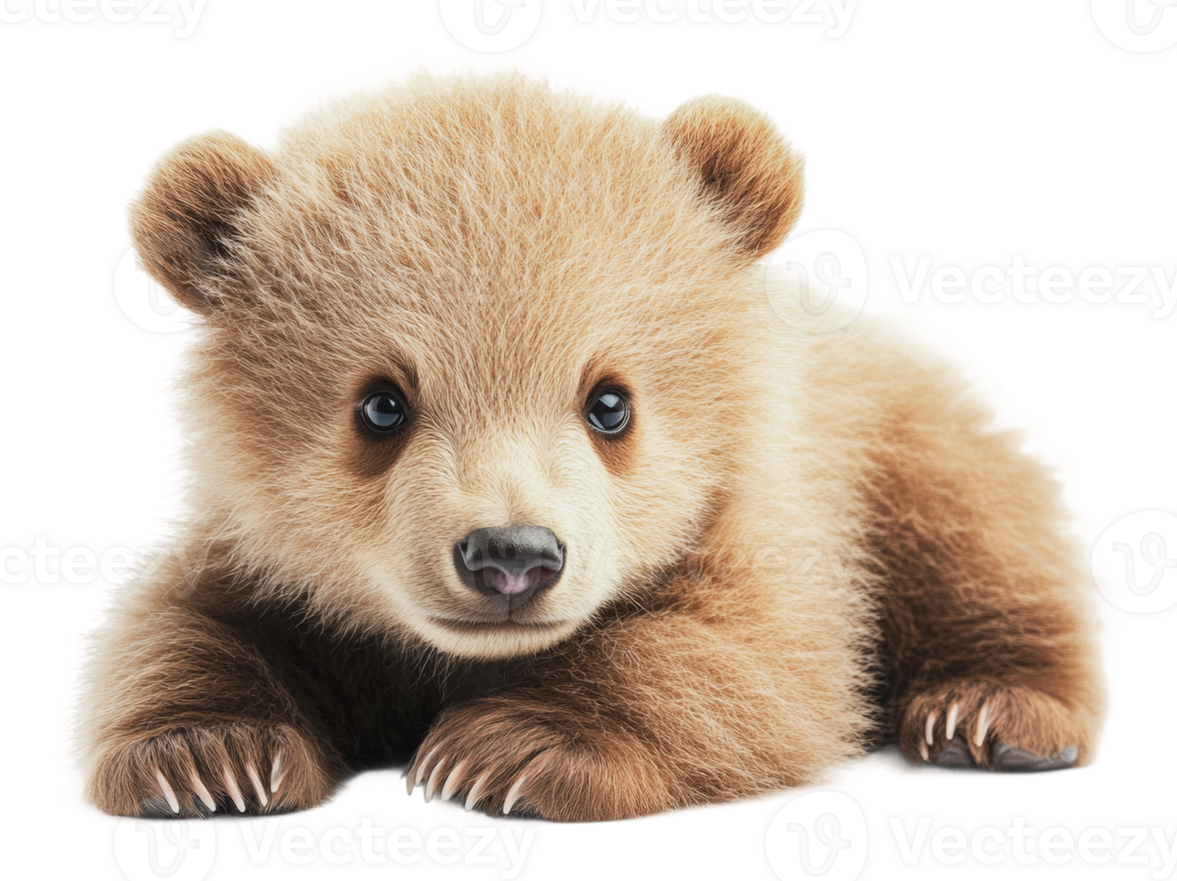 Cute bear cub resting on soft surface png