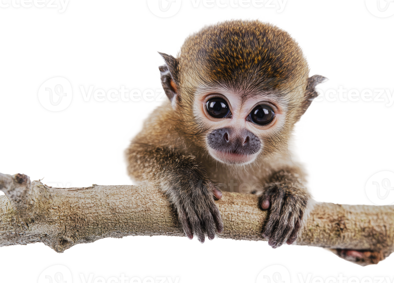 Cute monkey exploring a tree branch in nature png