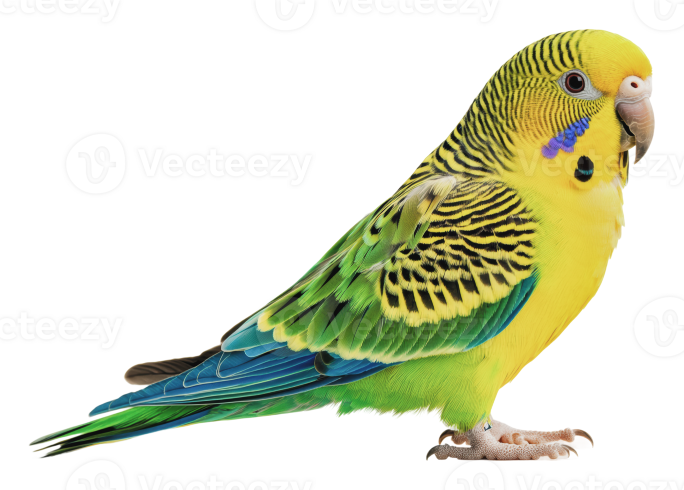 Brightly colored parakeet perched on display png