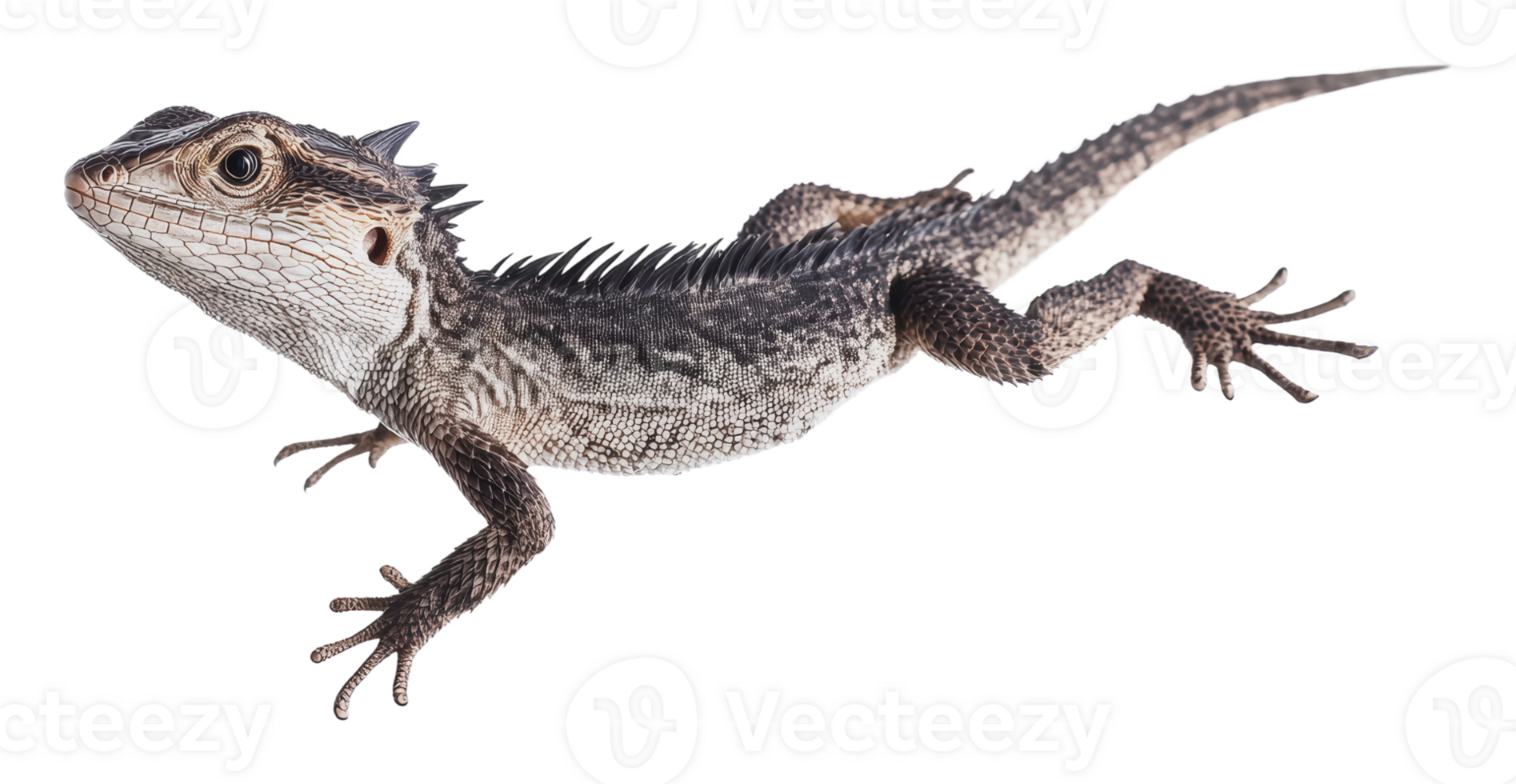 Lizard in mid-air showcasing unique features png