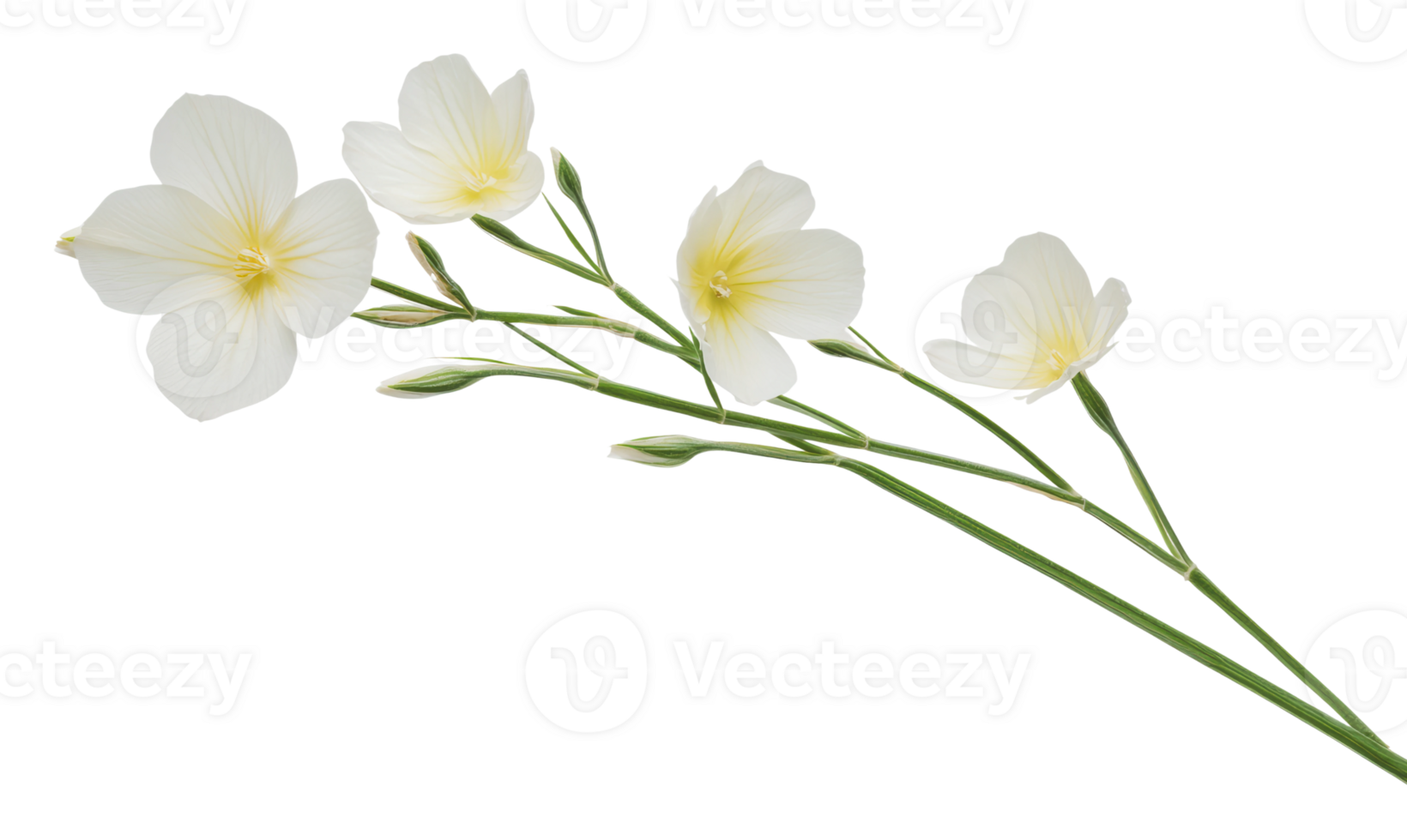 White flowers with delicate petals on a green stem png
