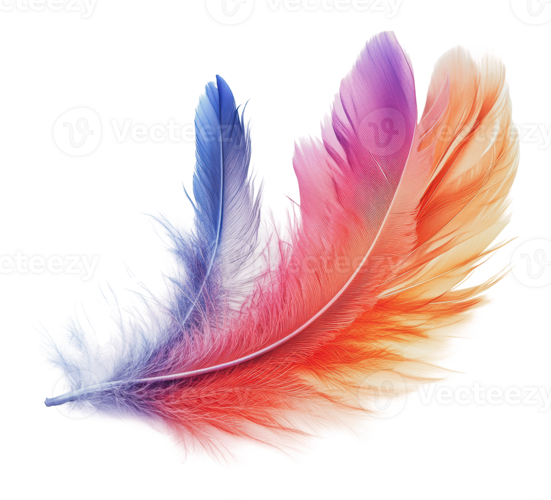 Colorful feathers displayed on a white background png